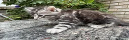 Maine Coon cats for sale: Maine Coon Bengal Cross Kittens - Advert 33