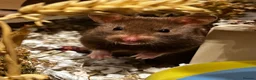 Hamster rodents for sale: Brown syrian hamster and Bucatstate cage  - Advert 3