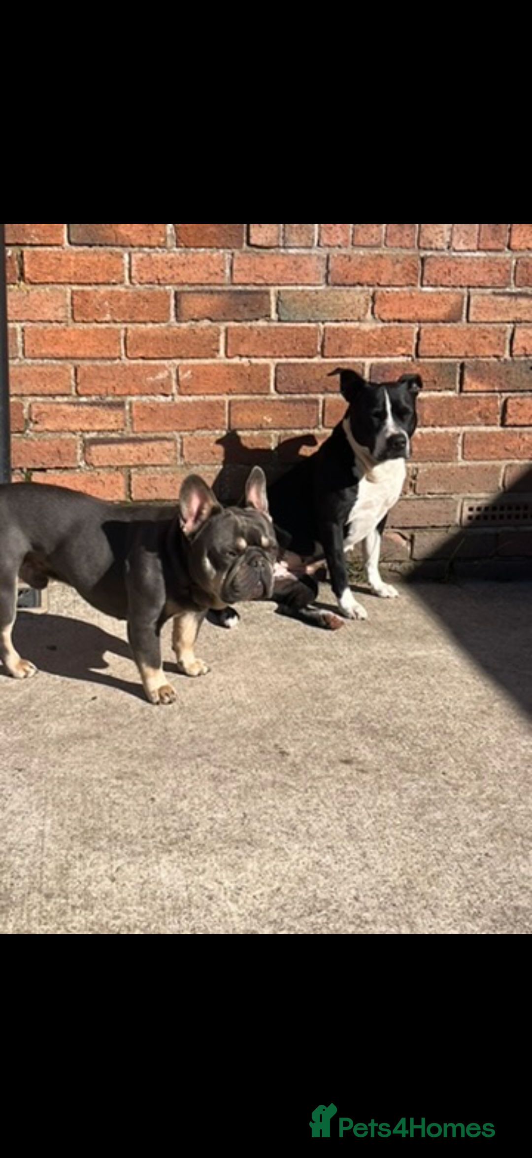 Mixed Breed dogs for sale: Staffy mixed French bulldog puppies  - Advert 2