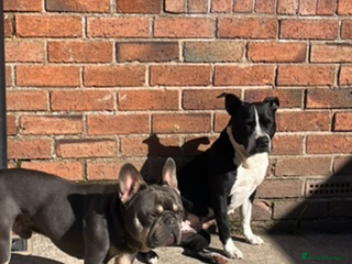 Mixed Breed dogs Staffy mixed French bulldog puppies - Advert 1