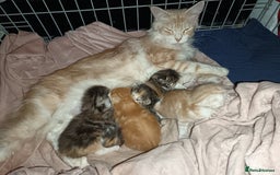 Maine Coon cats for sale: Mainecoon kittens  - Image 5