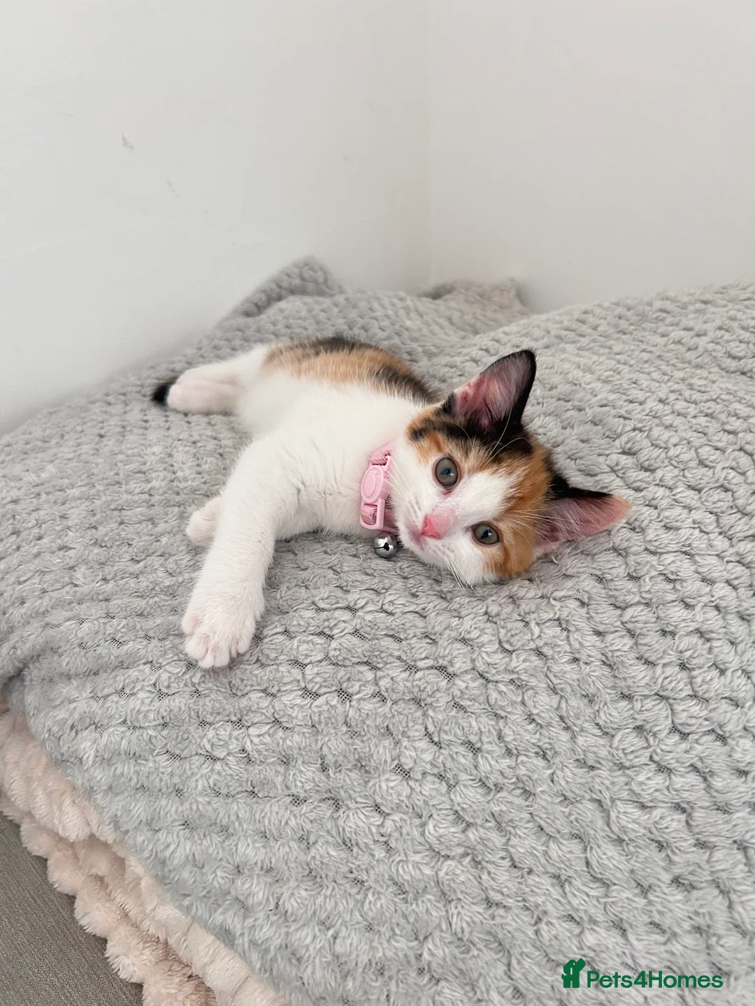 Mixed Breed cats for sale: Mochi Kimchi & Miso - Advert 12