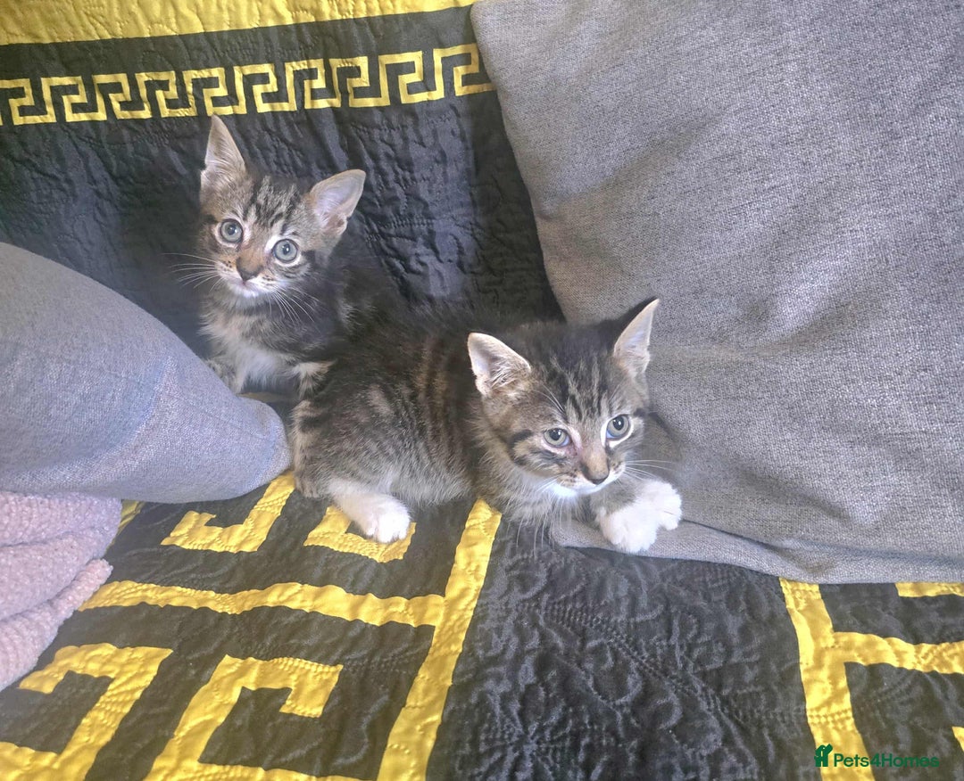 Bengal cats for sale: Adorable kittens - Image 1