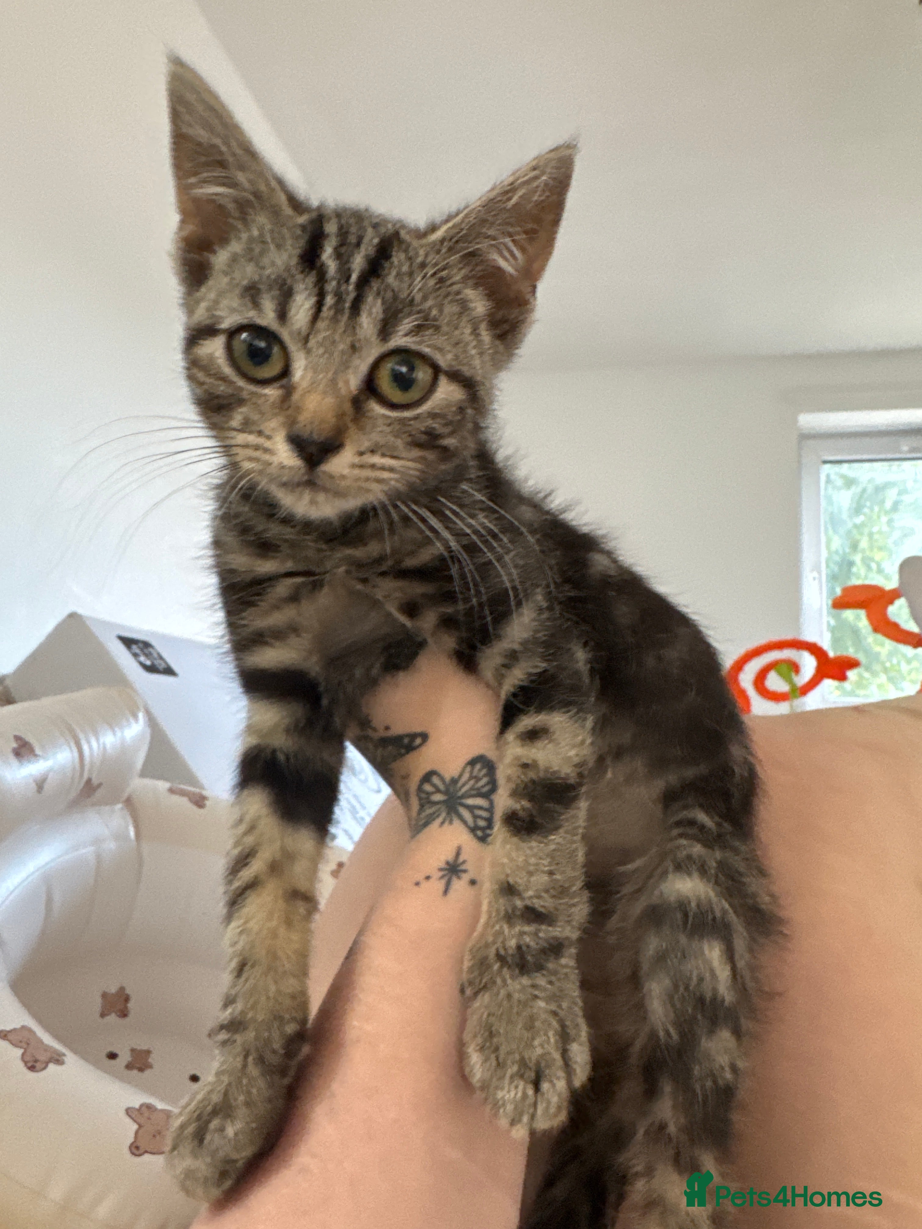 Domestic Shorthair cats Beautiful female kitten for sale - Advert 7