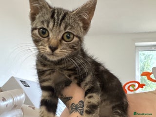 Domestic Shorthair cats - Advert 8