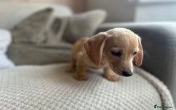 Miniature Dachshund dogs for sale: 1 boy 1 girl long haired ** - Image 11