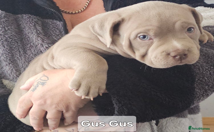 American Bully dogs - Advert 6