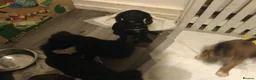 Mixed Breed dogs for sale: cockapoo x collie poo - Advert 5
