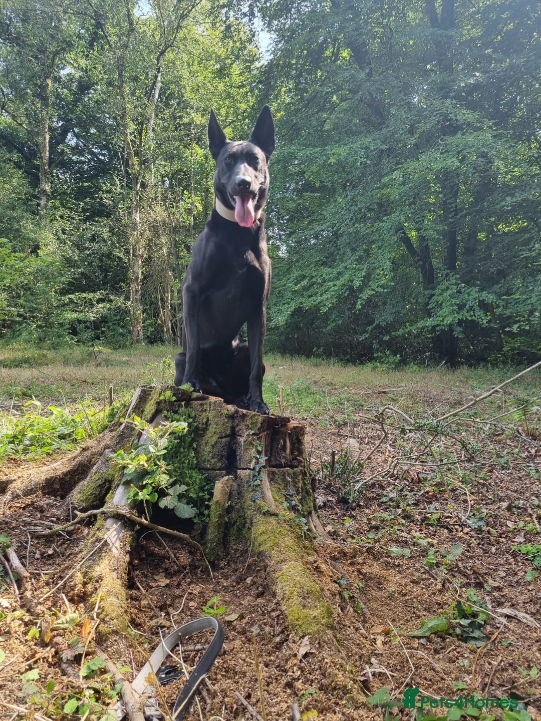 Belgian Shepherd Dog dogs for sale: Malinois Pups. Intentionally Bred as family dogs - Advert 17