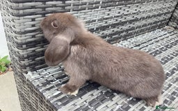 Mini Lop rabbits for sale: Two chocolate female mini lops  - Image 4