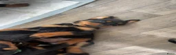 Rottweiler dogs for sale: Rottweiler Puppies - Advert 22