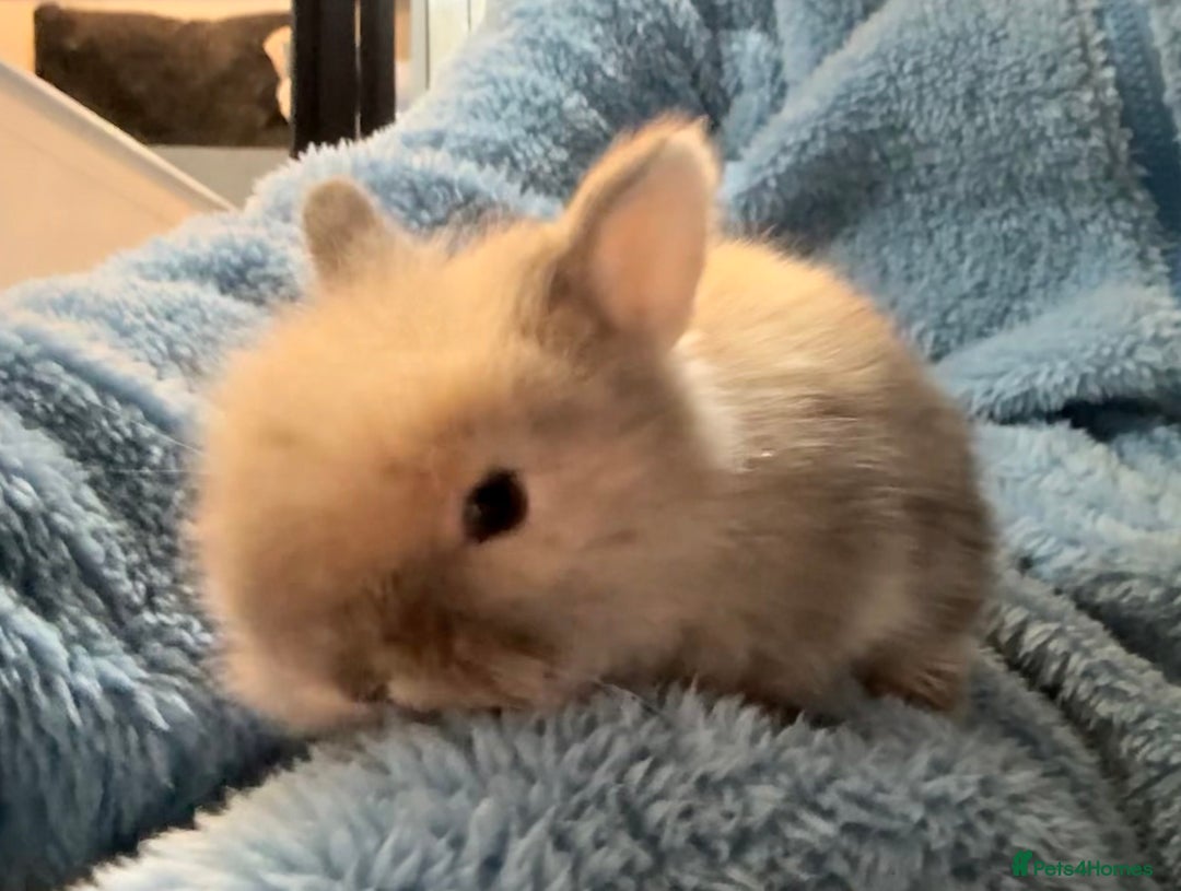Lionhead rabbits for sale: 11 Double Maned Lionhead Babies For Sale - Advert 17