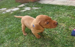 Labrador Retriever dogs for sale: KC Registered Fox Red Labrador Puppies - Image 6