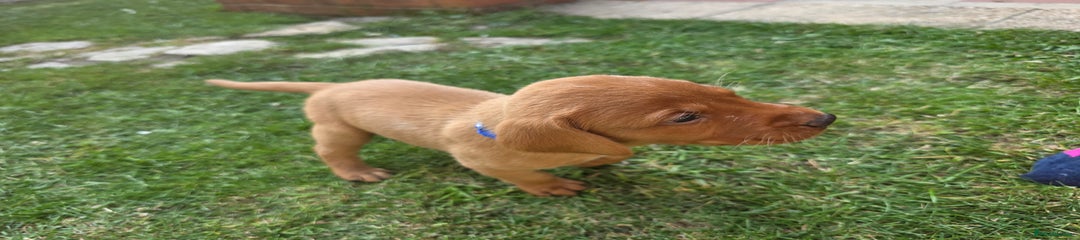 Blue Boy