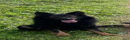 German Shepherd dogs for stud: German shepherd for stud  in Lowestoft - Advert 2