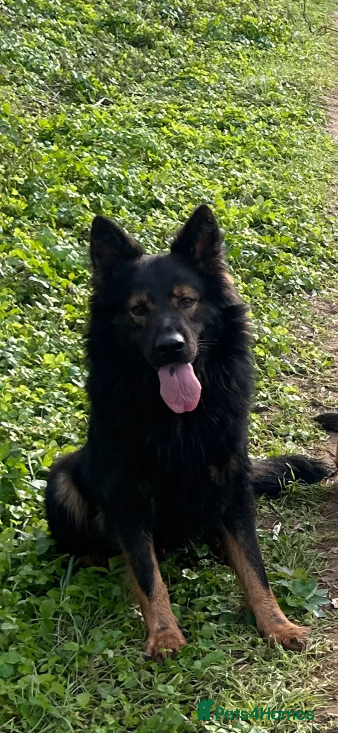 German Shepherd dogs for stud: German shepherd for stud  in Lowestoft - Advert 2