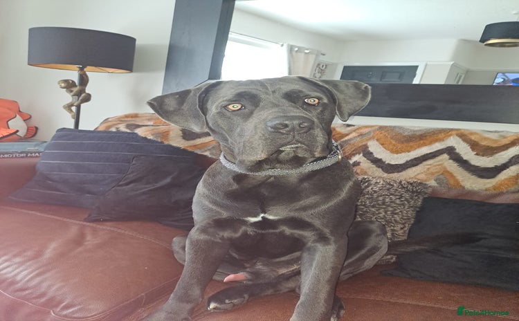 Cane Corso dogs - Advert 1