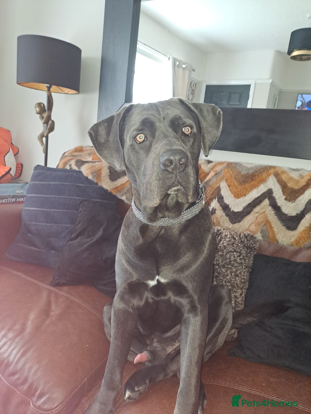 Cane Corso dogs for sale: Cane Corso looking for his new home. - Image 1