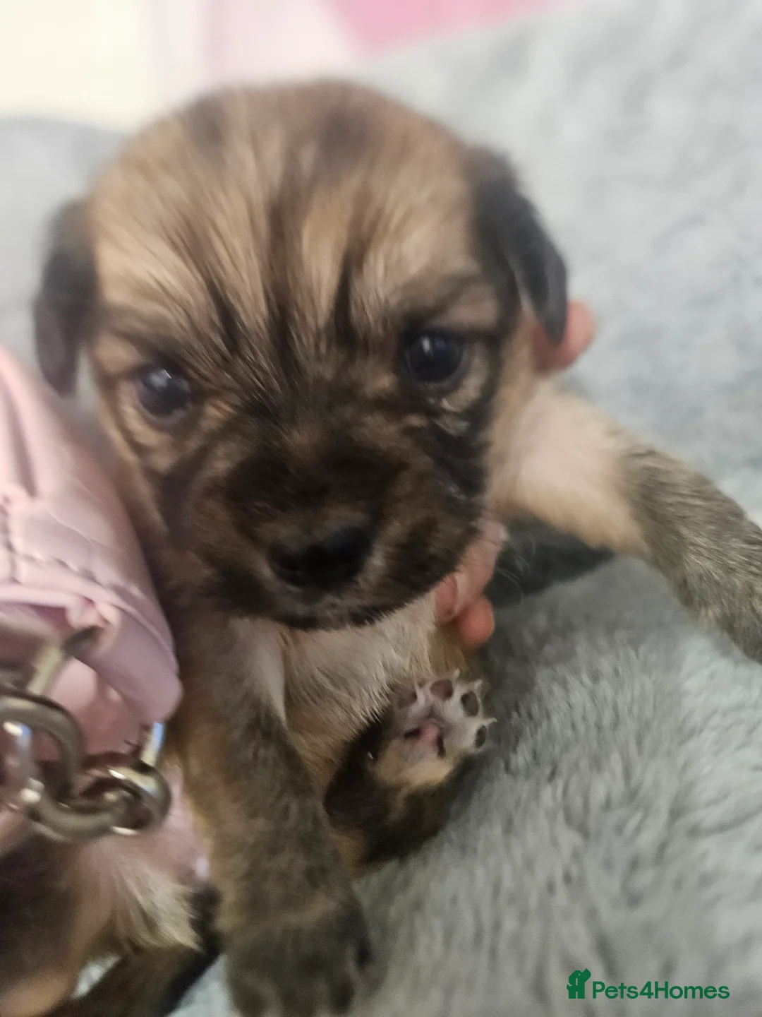 Chihuahua dogs for sale: Applehead chihuahua  in Carshalton - Advert 11