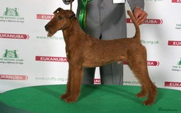 Irish Terrier dogs for sale: Beautiful Champion Lines KC Irish Terrier Puppies - Image 6