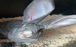 Continental Giant rabbits for sale: WE HAVE THE WORLDS BIGGEST BUNNIES  - Image 5
