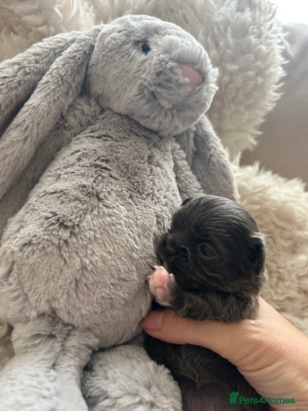 Chihuahua dogs for sale: 🔥🔥stunning chihuahua pups🔥🔥 - Image 6