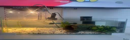 Turtle reptiles for sale: 2 musk turtles in Dudley - Advert 5
