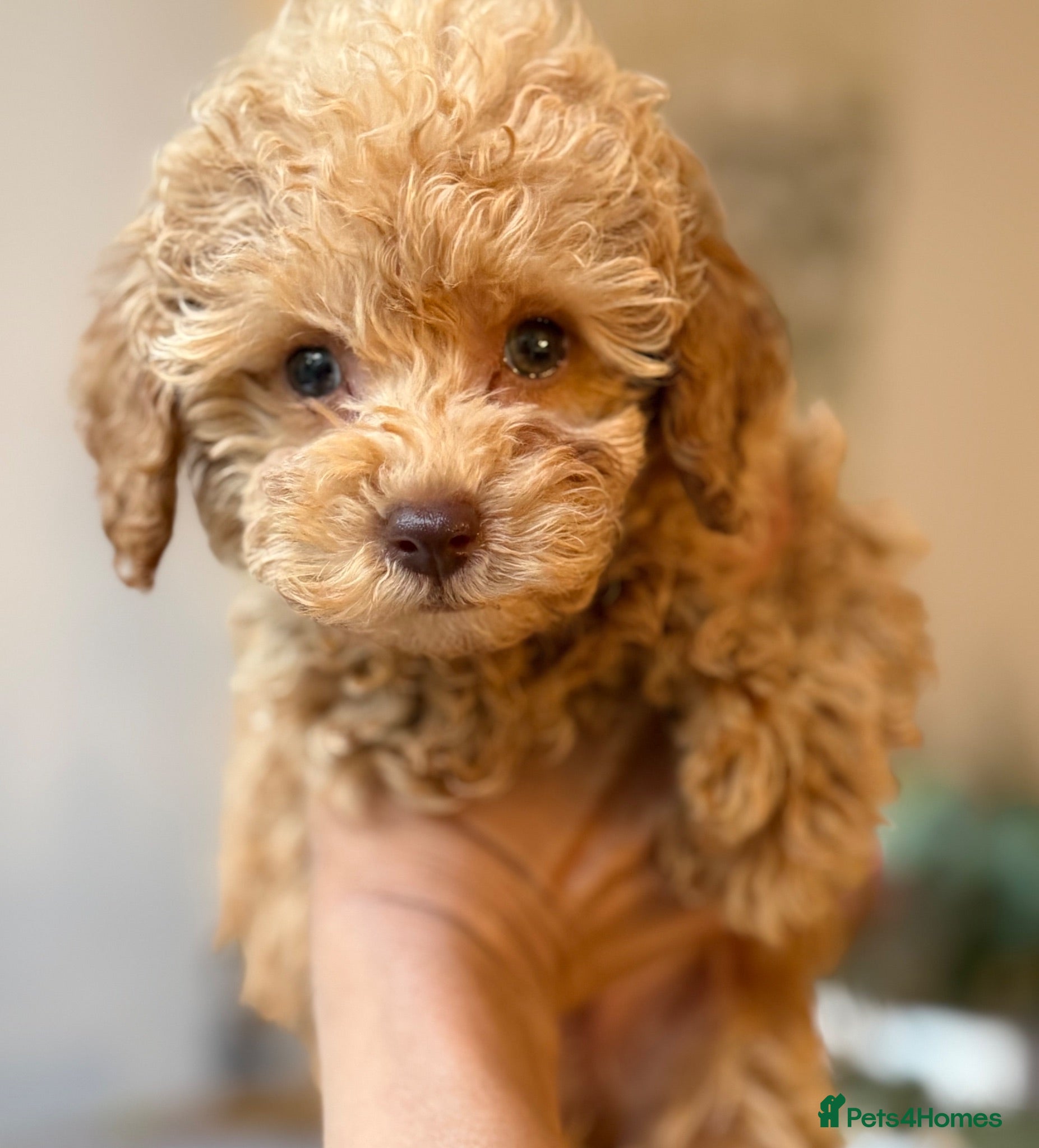 Toy Poodle dogs Already trained little Toy Poodles 🐶🐶 - Advert 1