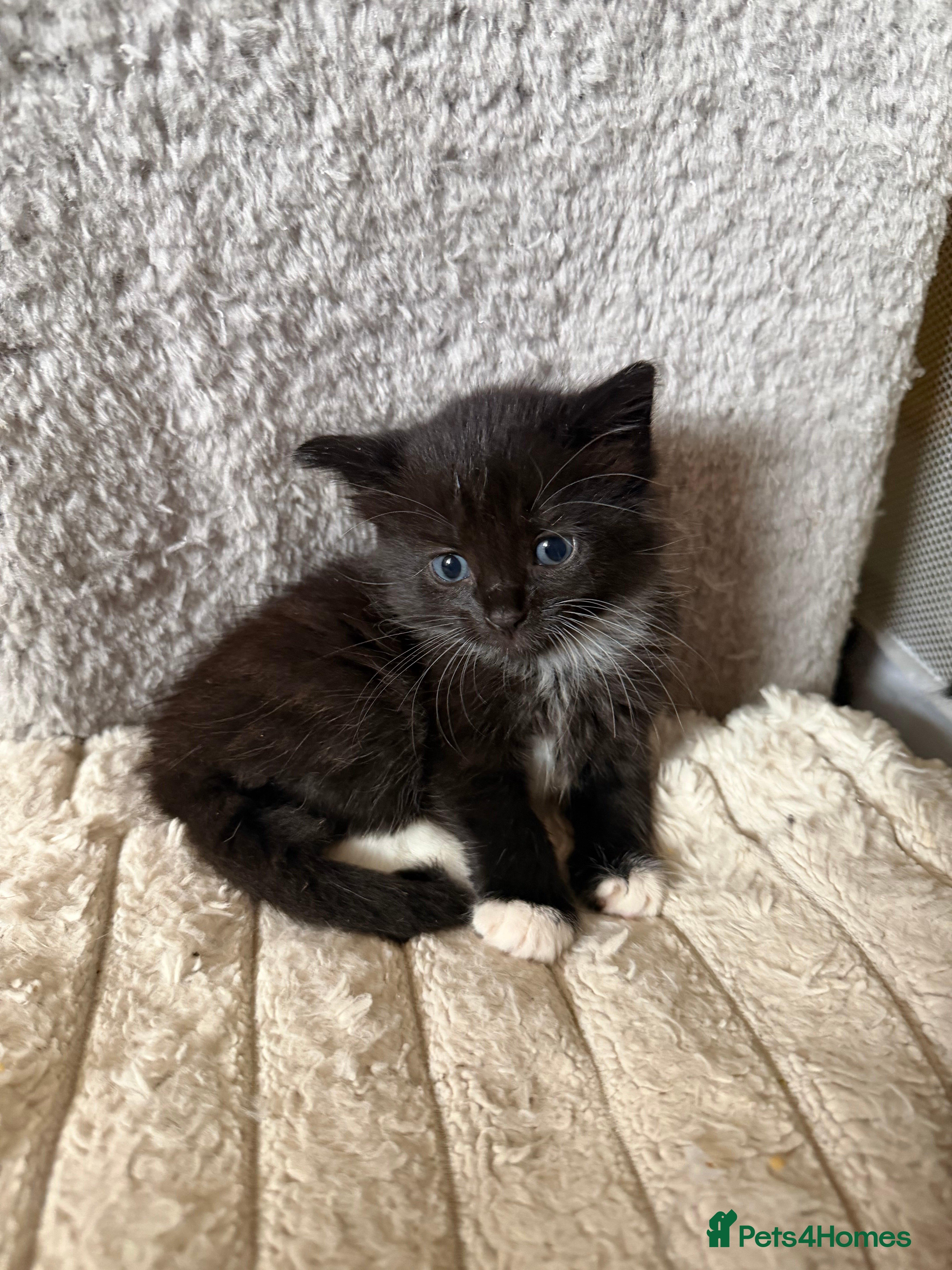 Mixed Breed cats Fluffy kittens - Advert 21