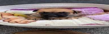 Light blue boy