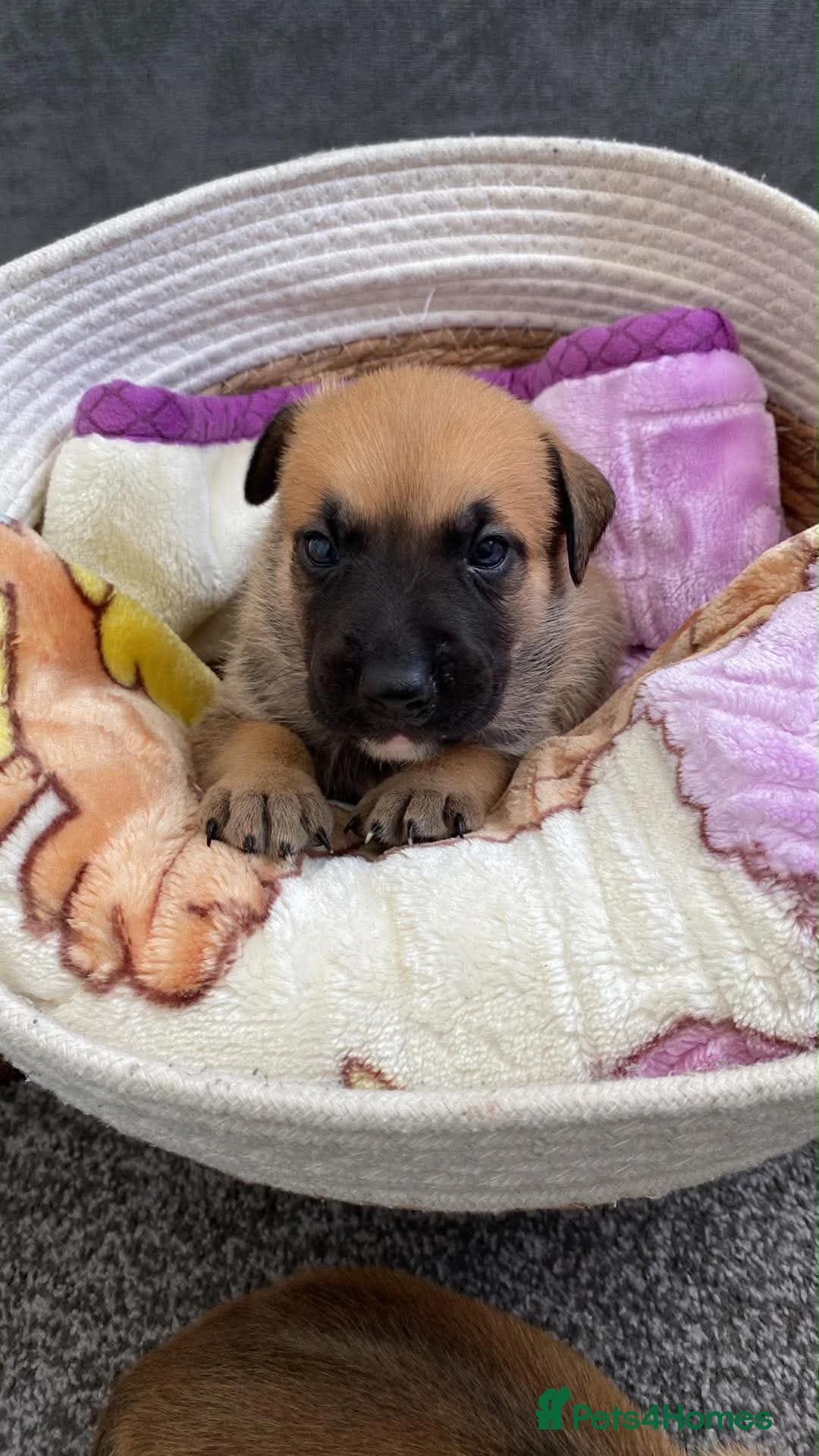 Mixed Breed dogs for sale: Staffy x Mali pups - Advert 2