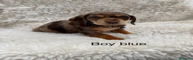 Mixed Breed 2