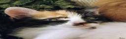 Mixed Breed cats for sale: 2 Calico Girls and 1 Ginger Male - Advert 12
