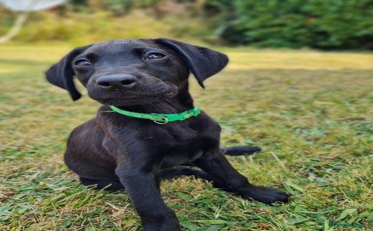 Labrador Retriever dogs - Advert 1