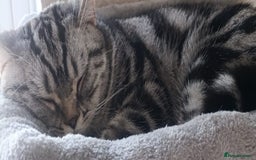Scottish Fold cats for sale: Scottish fold kittens  - Image 17