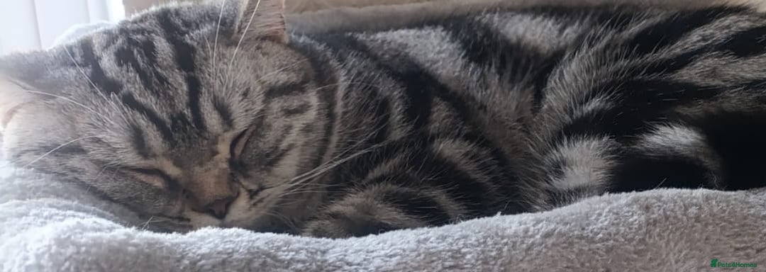 Scottish Fold cats for sale: Scottish fold kittens  - Image 17