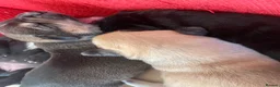 Mixed Breed dogs for sale: 4 Beautiful Akita X Staff pups 3 Male 1 Female in Grimsby - Advert 5