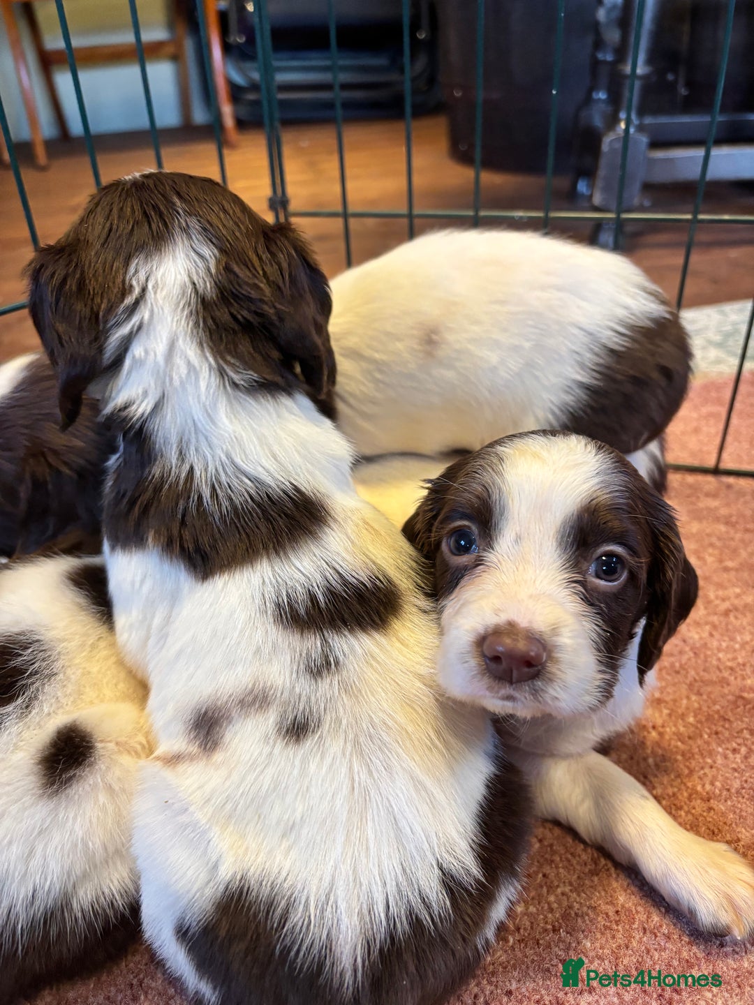 English Springer Spaniel dogs for sale: Beautiful Springer spaniel puppies  - Image 11