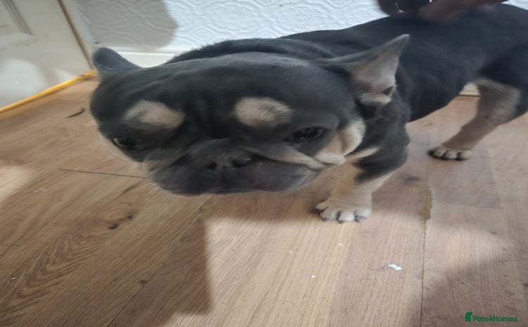 French Bulldog dogs - Advert 12