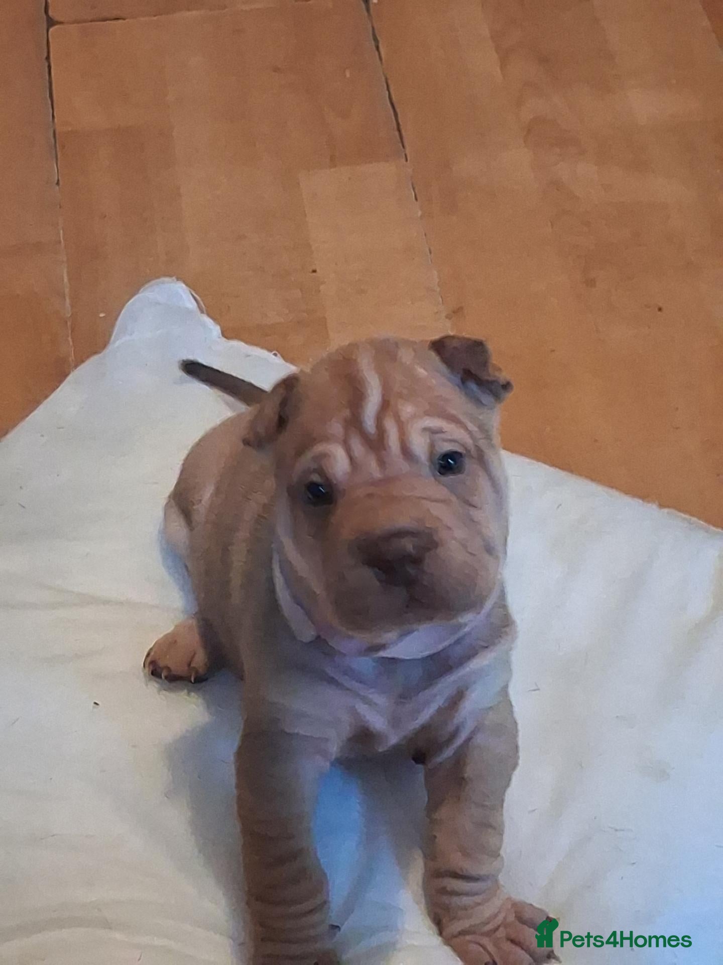 Shar Pei dogs Beautiful puppies ( shar pei) - Advert 2