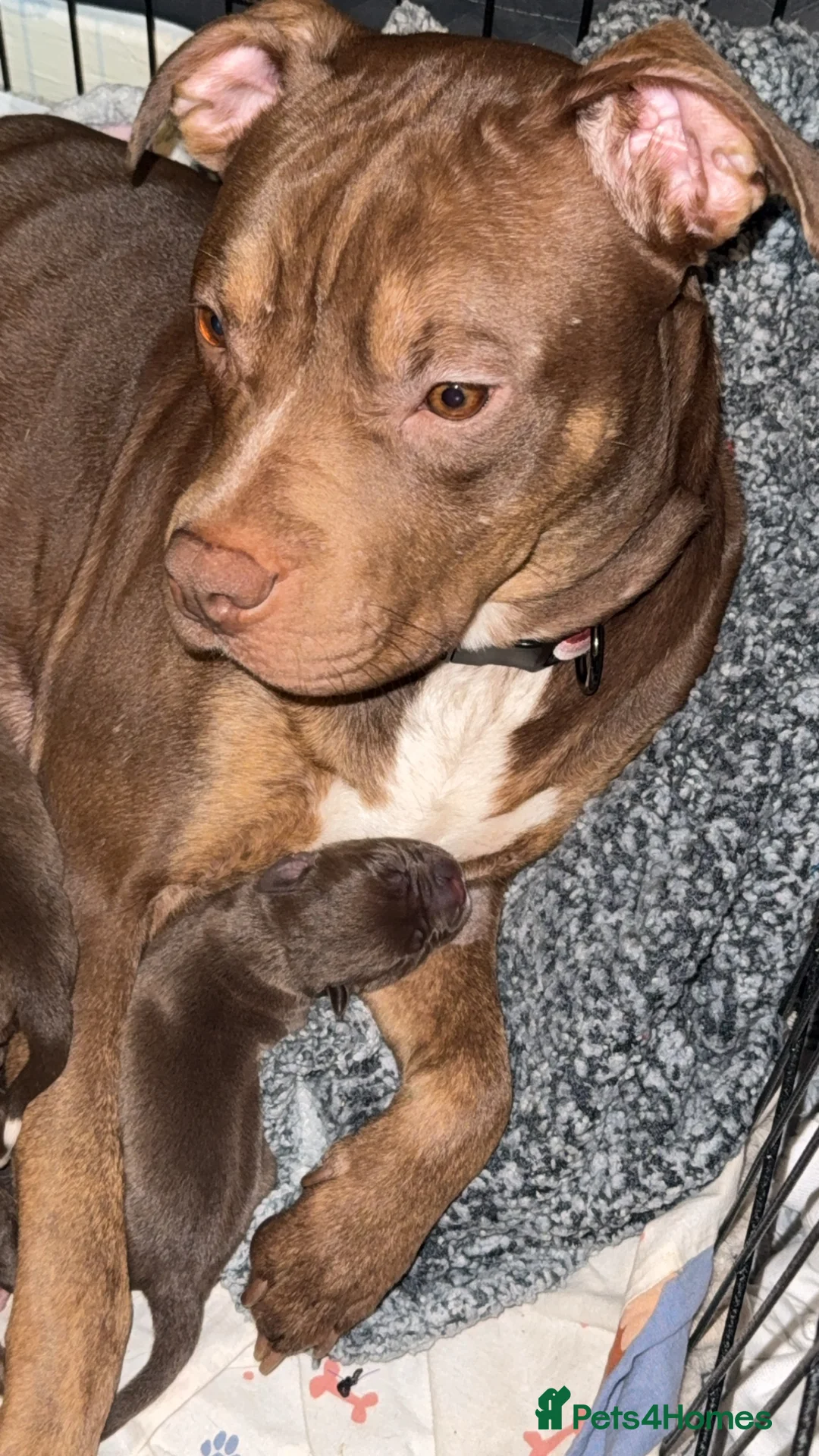 Mixed Breed dogs for sale: American bulldog cross Labrador  - Advert 1