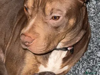 Mixed Breed dogs American bulldog cross Labrador - Advert 5