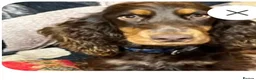 Cocker Spaniel dogs for sale: KC registered show type cocker spaniels Ready now  - Advert 35