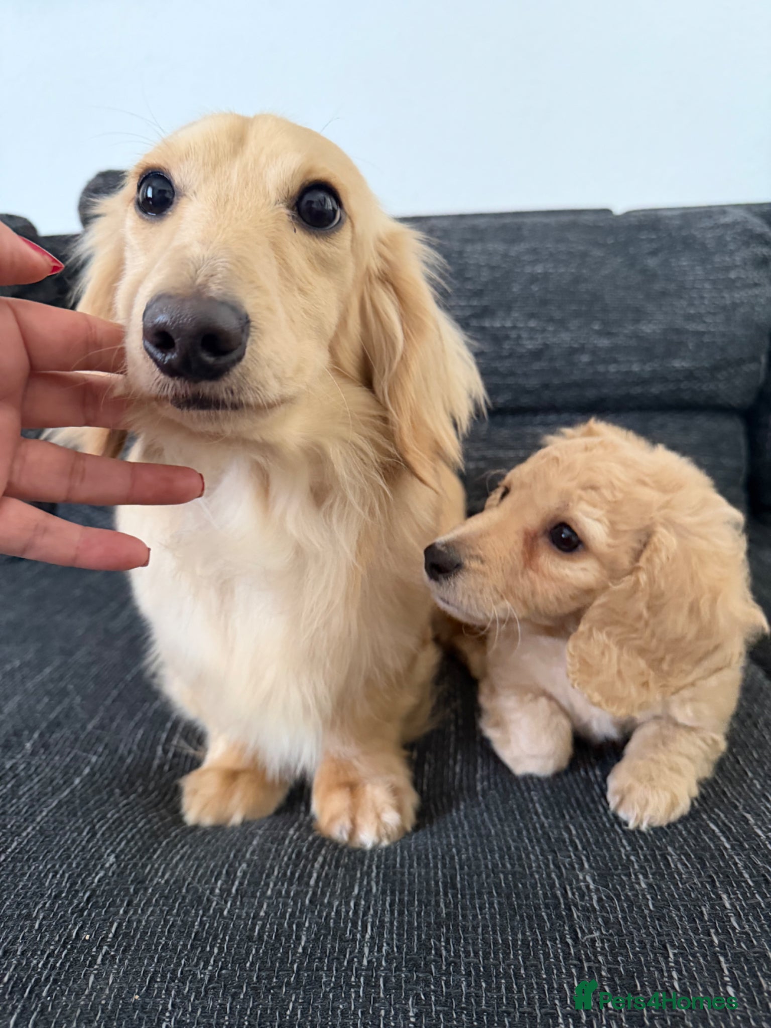 Dachshund dogs Beautiful miniature dachshund long hair cream - Advert 1