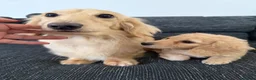 Dachshund dogs for sale: Beautiful miniature dachshund long hair cream - Advert 1