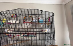 Budgerigars birds for sale: 2 budgies boy and girl for sale  - Image 1