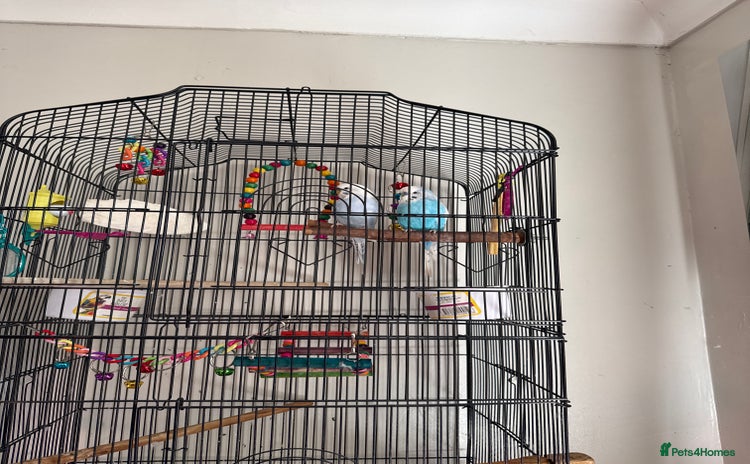 Budgerigars birds - Advert 12