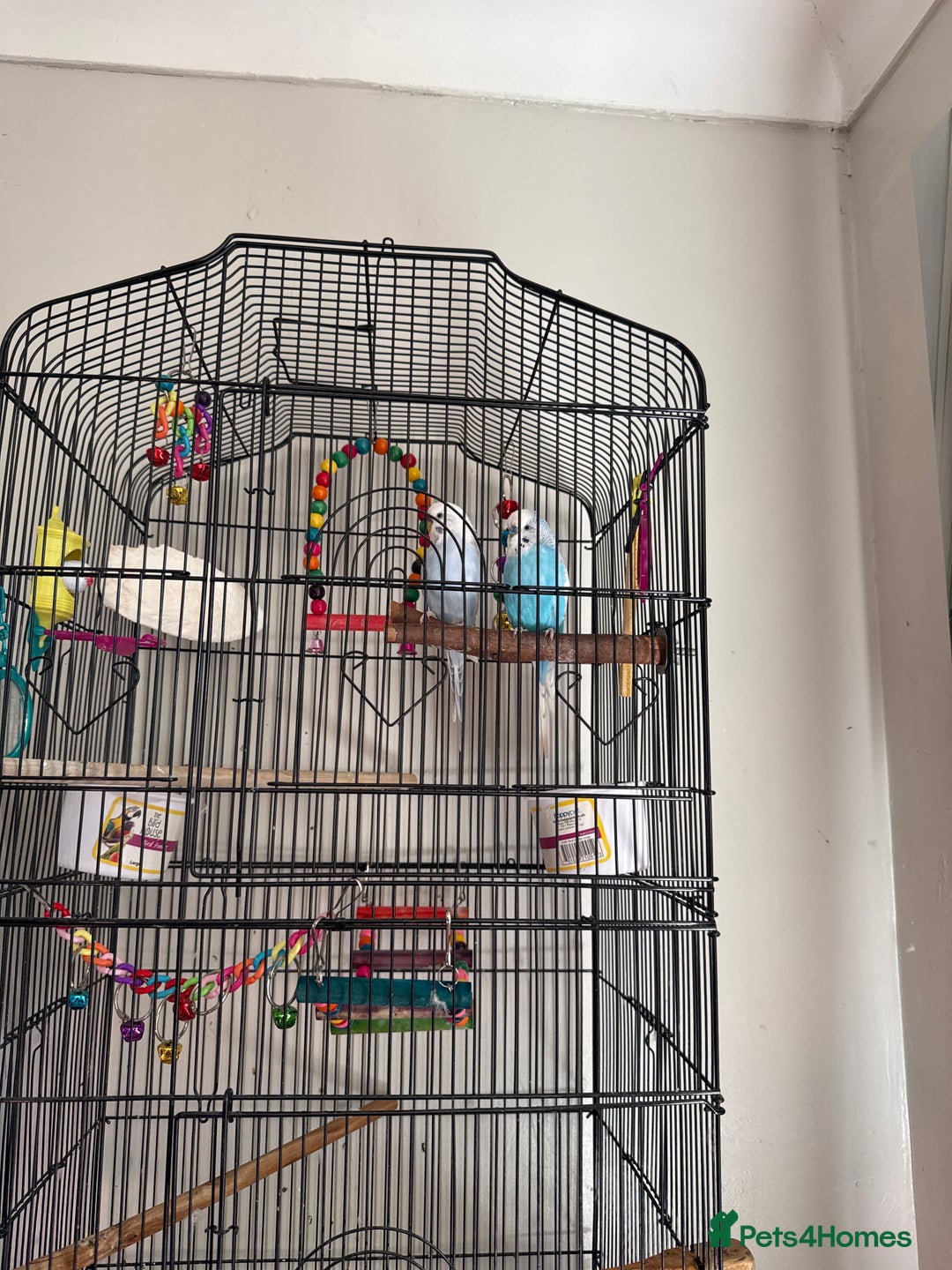 Budgerigars birds for sale: 2 budgies boy and girl for sale  - Image 1