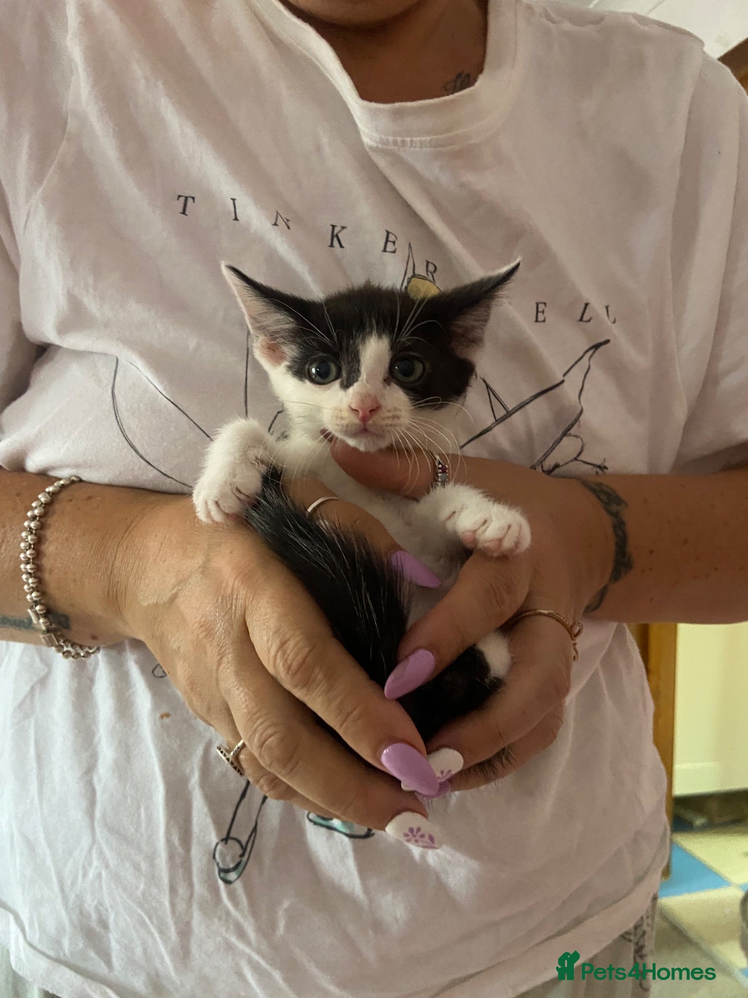 Ragdoll cats £50 beautiful kittens 9 weeks old ready now - Advert 2