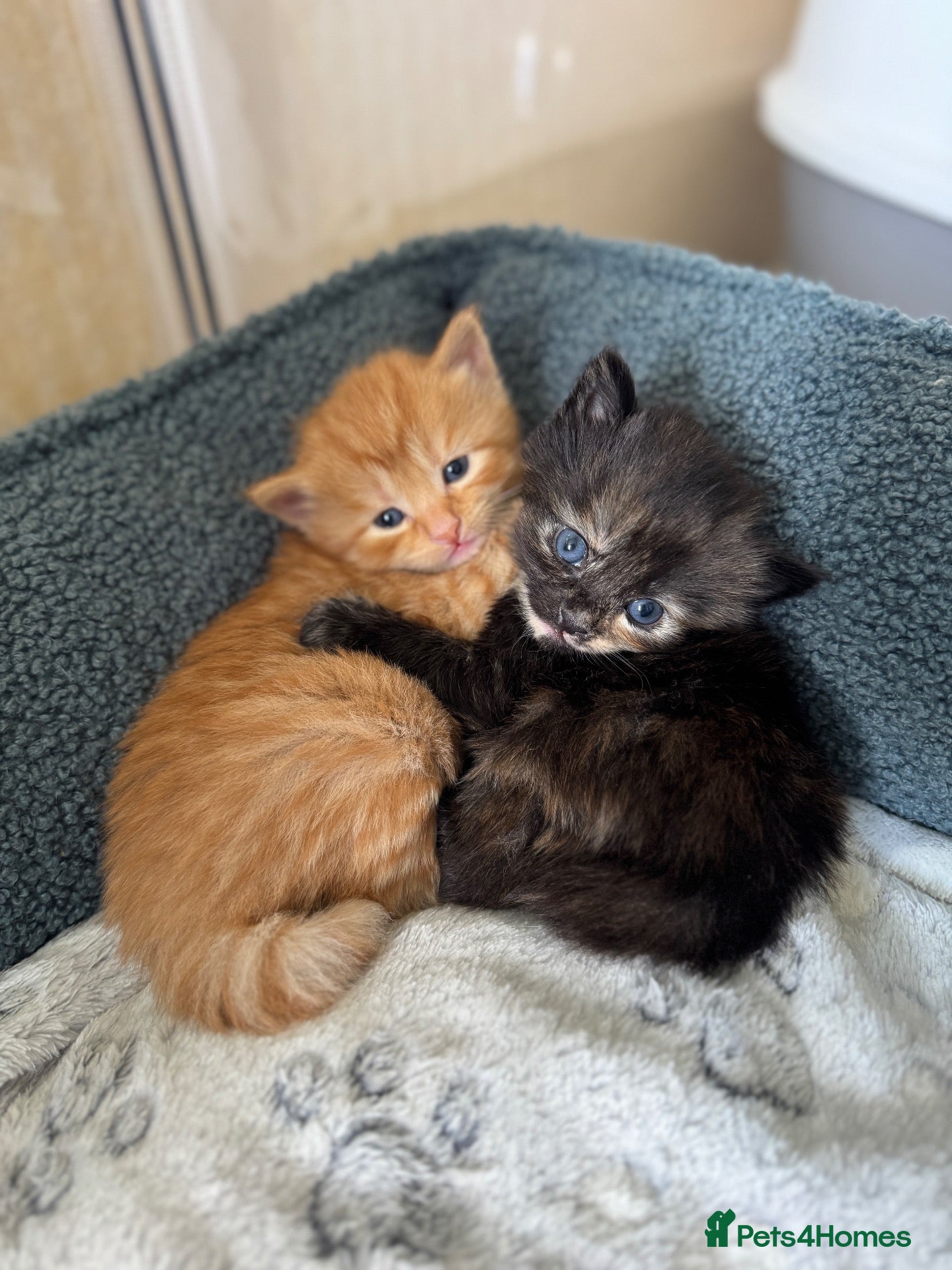 Mixed Breed cats Stunning kittens from a Maine Coon cross mum - Advert 1